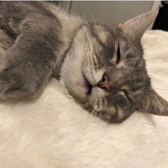 thrillerchick's tweet image. #Caturday is for sleeping in! 
#catsofinstagram #weekendlife #catlife ift.tt/2LQhn76