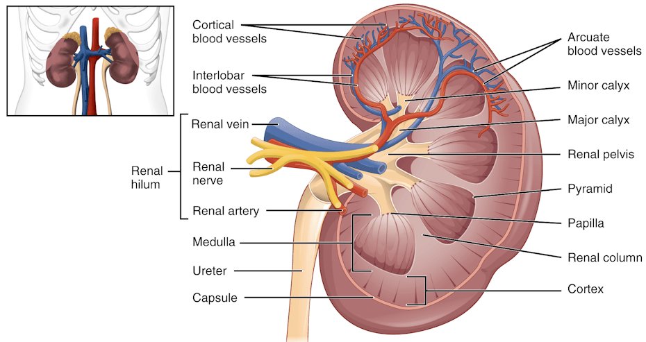 Are The Kidneys Located Inside Of The Rib Cage - When the kidneys are damaged by disease, other ...