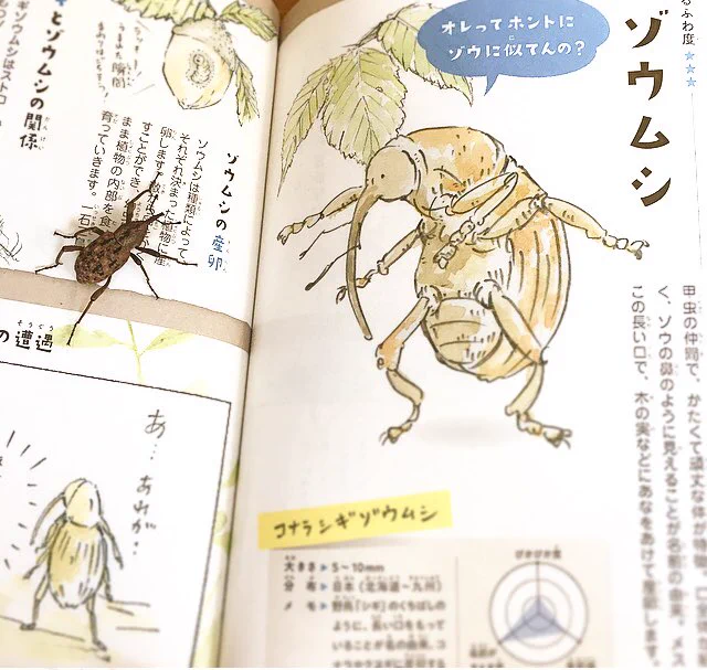 【いきもの写真】
ゾウムシがいたので大百科でチェックしました🐞。 