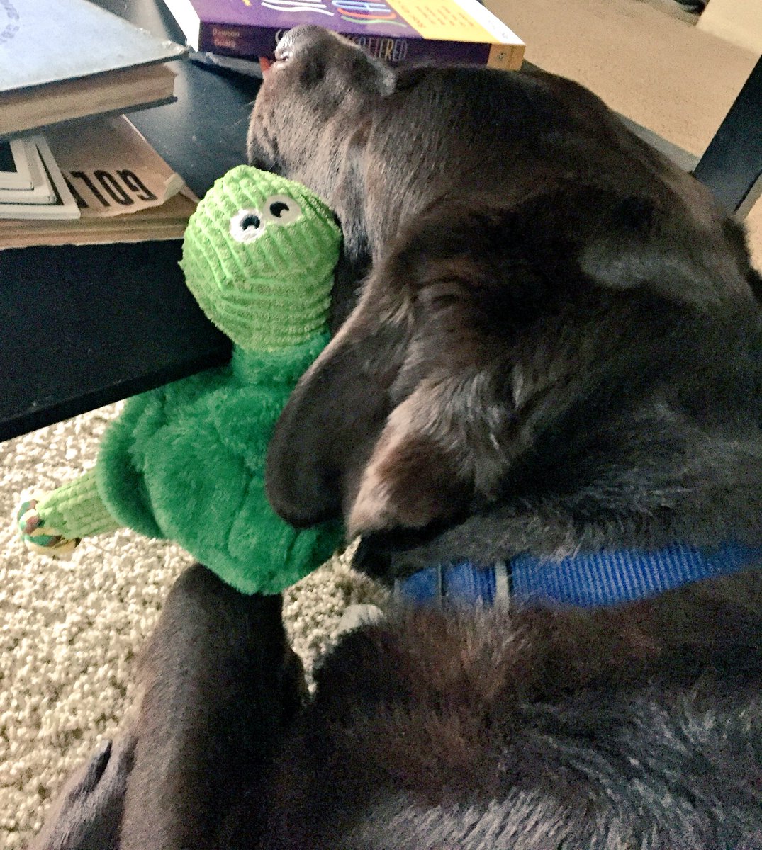 BrodeyNES's tweet photo. Hanging out with turtle. https://t.co/DCiCymyS7l