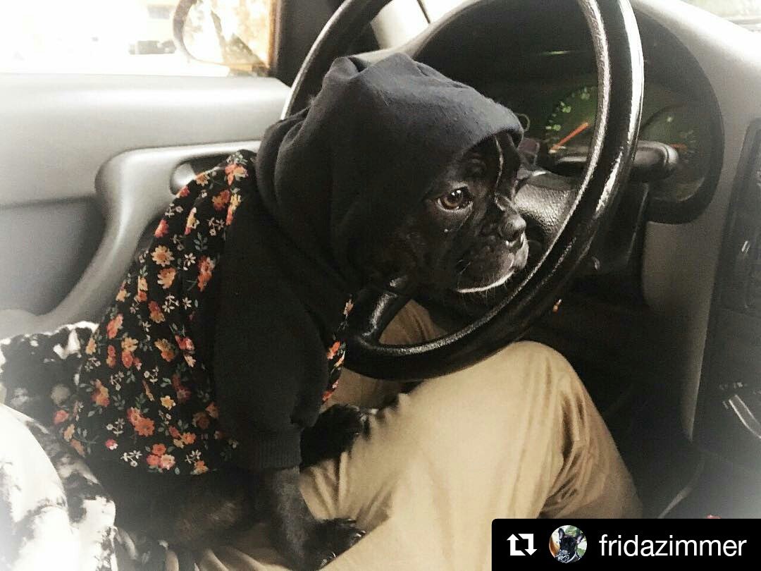 lojayodog's tweet photo. Sábado é dia de dar aquele rolê diferentão com aquela roupa maneira! Boraa que o dia está só começando! 😍💘🌄
#doglovers #dogsofinstagram #cutedogs #happydogs #instadogs #doglife #yodog #lojayodog #useyodog #styledog #cooldog #dogwear #dogclothing #fashiondogs https://t.co/TI3dfcJpts