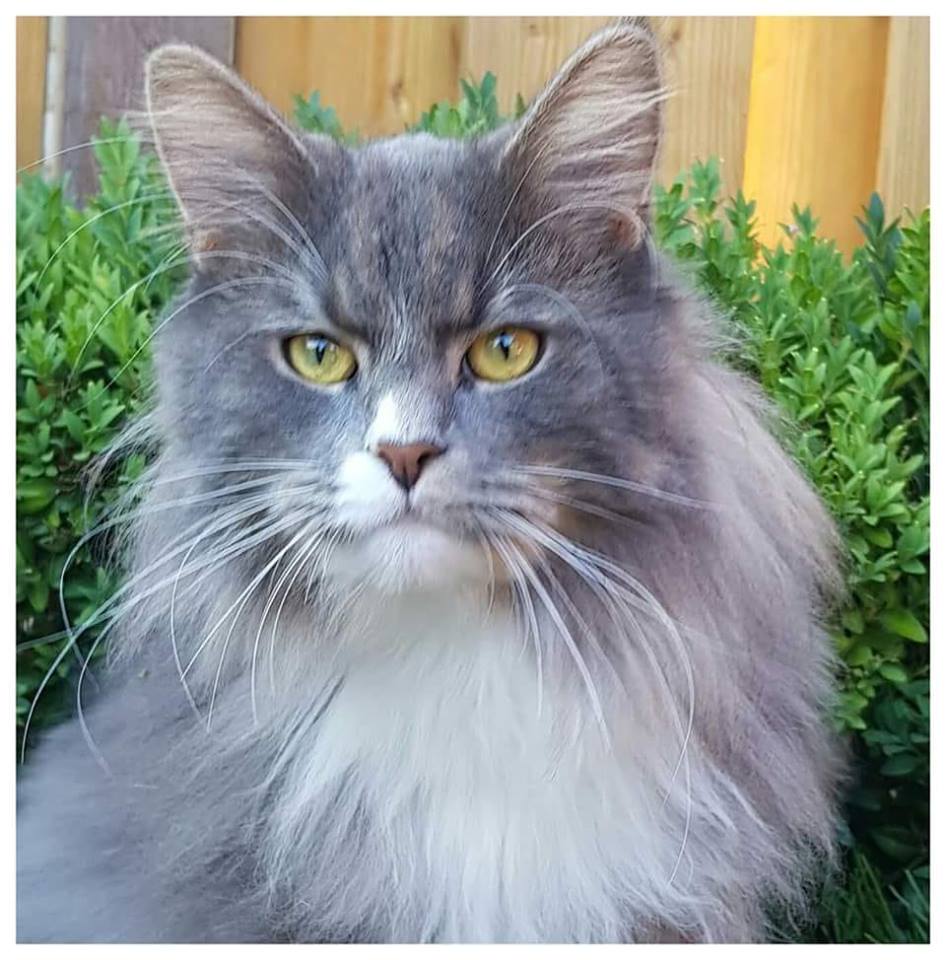 CatLove89610518's tweet photo. Wow what a stunning beauty, how old is this cat please.Beautifulcat #beautifulcathedral #beautifulcats #BeautifulCatechist #beautifulcatladywednesdays #beautifulcatsofinstagram #beautifulcat #cat #cats #catslife #catsofinstagram #catslover #chat #whitecat #angoracat https://t.co/kYPTQyFgZQ