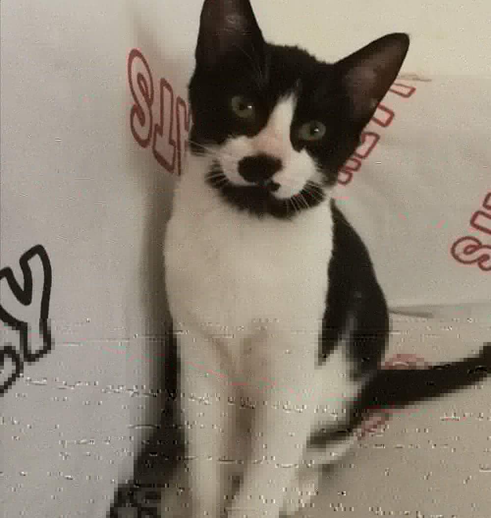 PeluditosdeEmma's tweet photo. Monique  una pequeña de cuatro meses, súper mimosa, juguetona..... busca un hogar para siempre.

Necesitamos de vuestra ayuda con la difusión para lograrlo. 

¿La difundimos mucho?, ¿sí?  Pues vamossssss a compartir https://t.co/xRpMToheCM