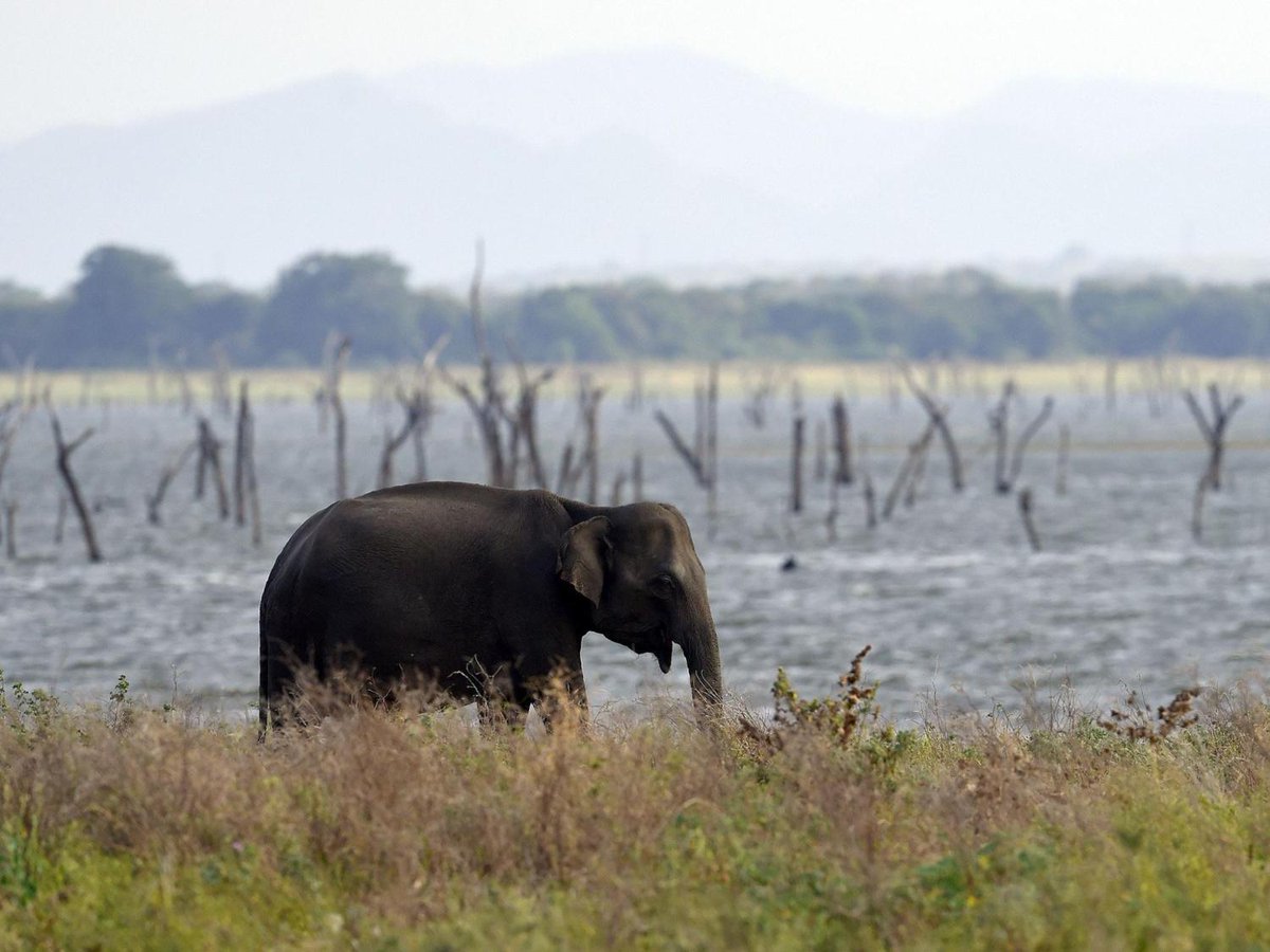 Independent's tweet image. Calls for ban on adverts for tourist adventures with elephant rides and circuses independent.co.uk/news/world/asi…