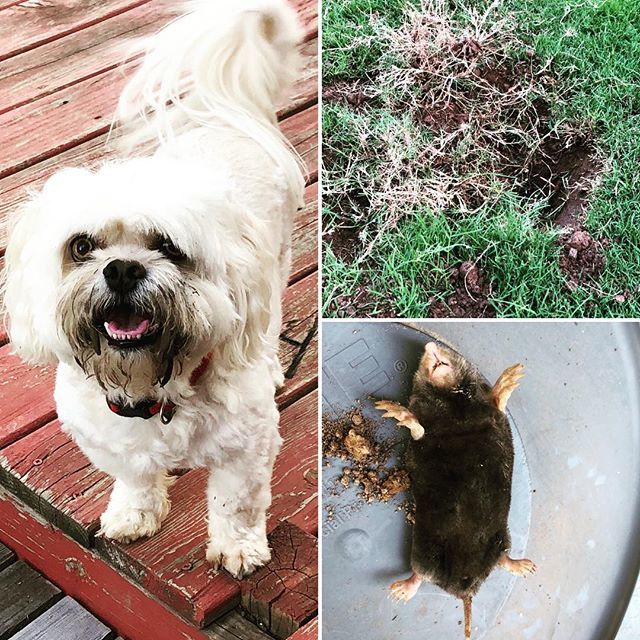 mahart5's tweet photo. My ferocious mole hunter...Sooiee #tearinguptheyard #leftalonefor5minutes #whitedogproblems https://t.co/GmoSY6zlqK https://t.co/oFtGhBLklD