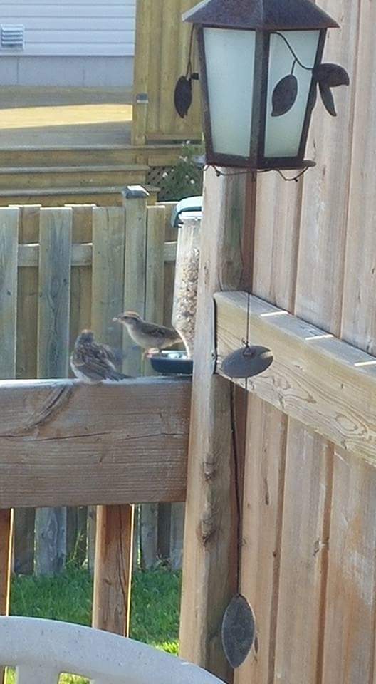 Ruthandsonya1's tweet photo. When you open your blinds to see these sweet little chirping cuties . Everything is a fun and educational experience if you open your eyes to it #funification #identify3birds #birdwatching https://t.co/xOLksxQtSg