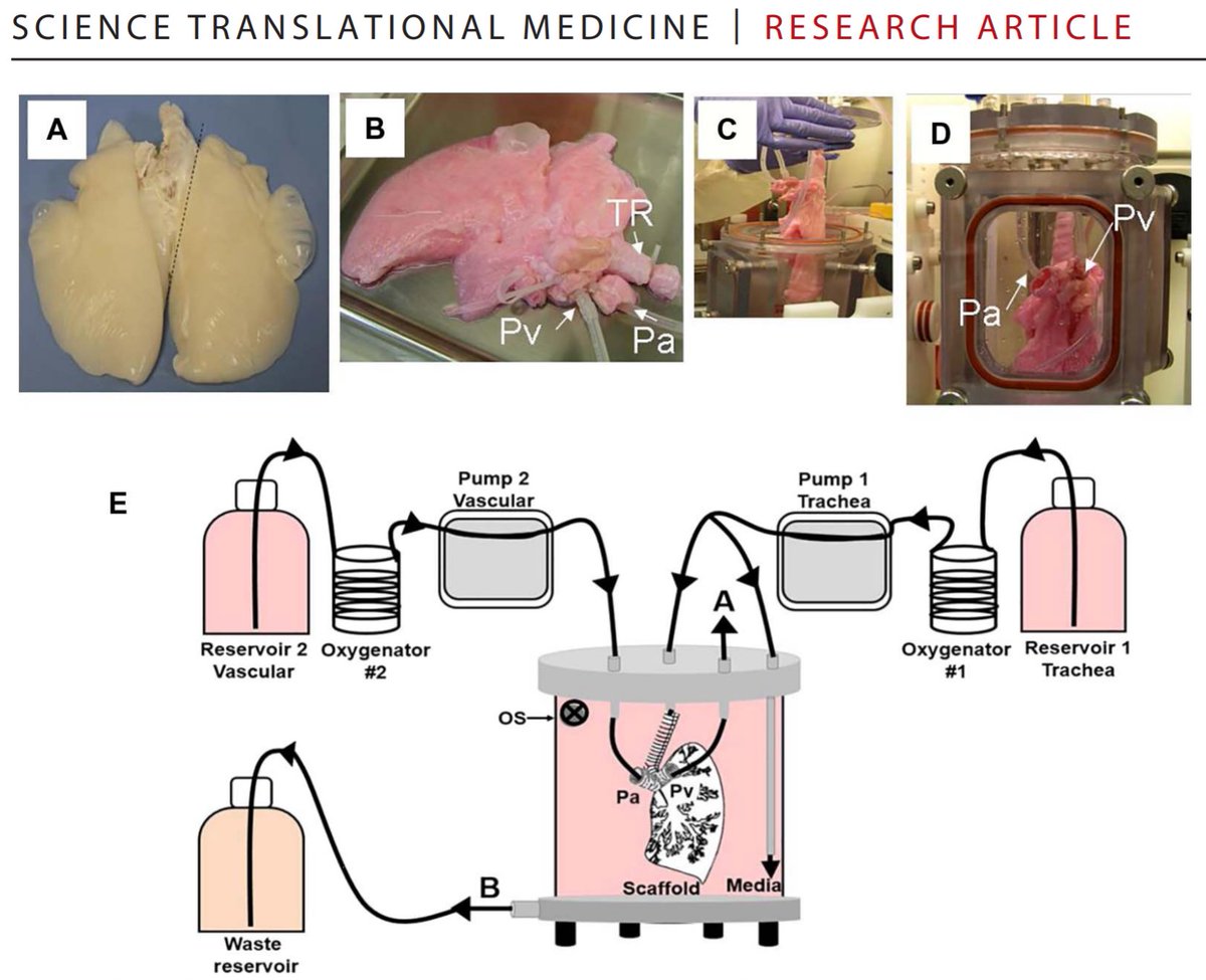 AkosNyerges's tweet image. Production and transplantation of bioengineered lung into a large-animal model | ... and my jaw dropped as I read it. Impressive! |
#BioEngineering #OrganEngineering #iPSC @ScienceTM 
stm.sciencemag.org/content/10/452…