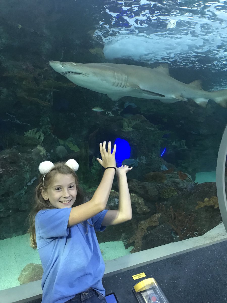 Galabozena's tweet photo. #sharkselfie https://t.co/BBAd4CeVeb