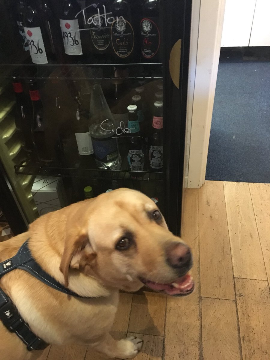 I’d like you all to welcome our new employee Stanley! Be patient with him though as he’s still working out how to access the fridge! (We don’t encourage drinking on the job) 🐶😄