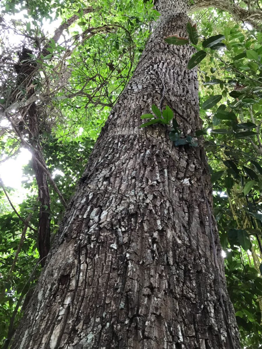 Boca del Puma Eco-Park tweet media