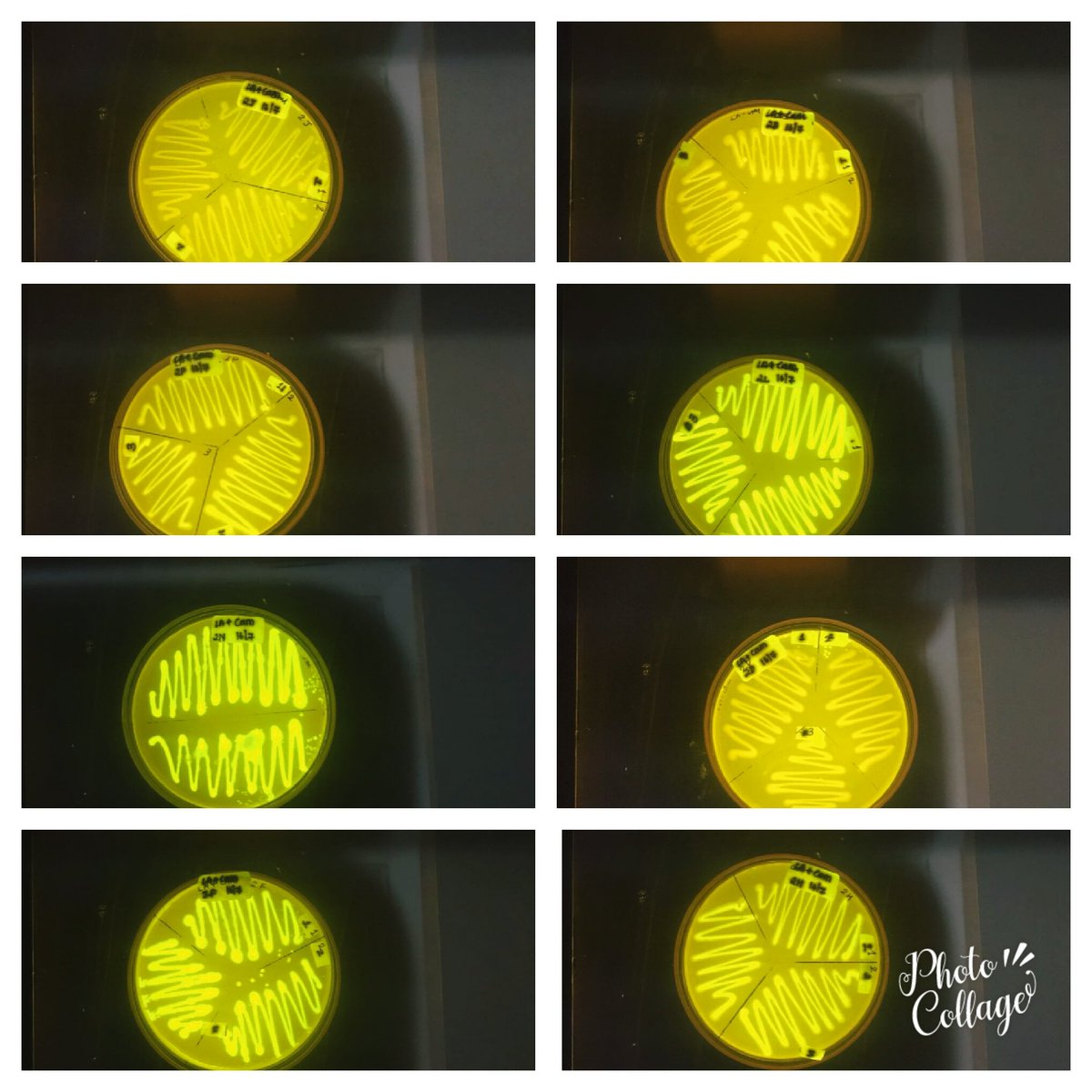 iGEMRuiaMumbai's tweet image. Interlab plasmids transformed in DH5alpha!!! 😄❤ 
#iGEM2018 #InterLab #FluroscentEcoli #GFP