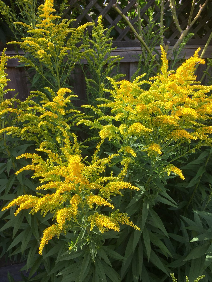 London Gardener on Twitter "This plant is the most popular one with