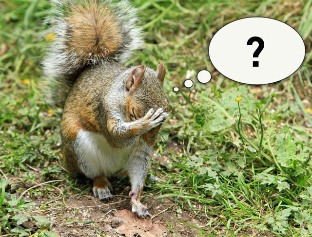 GateSquirrel's tweet image. When did it go wrong!
View at squirrelgate.wordpress.com