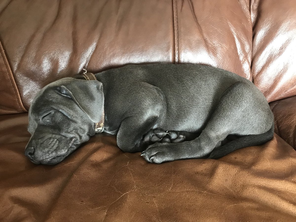 partyhelbig's tweet image. *PUPDATES: a thread* 🐶❤️