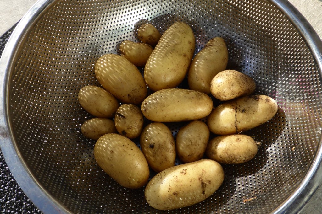 Gronsakslandet's tweet image. #potatis #potatistrotstorkan