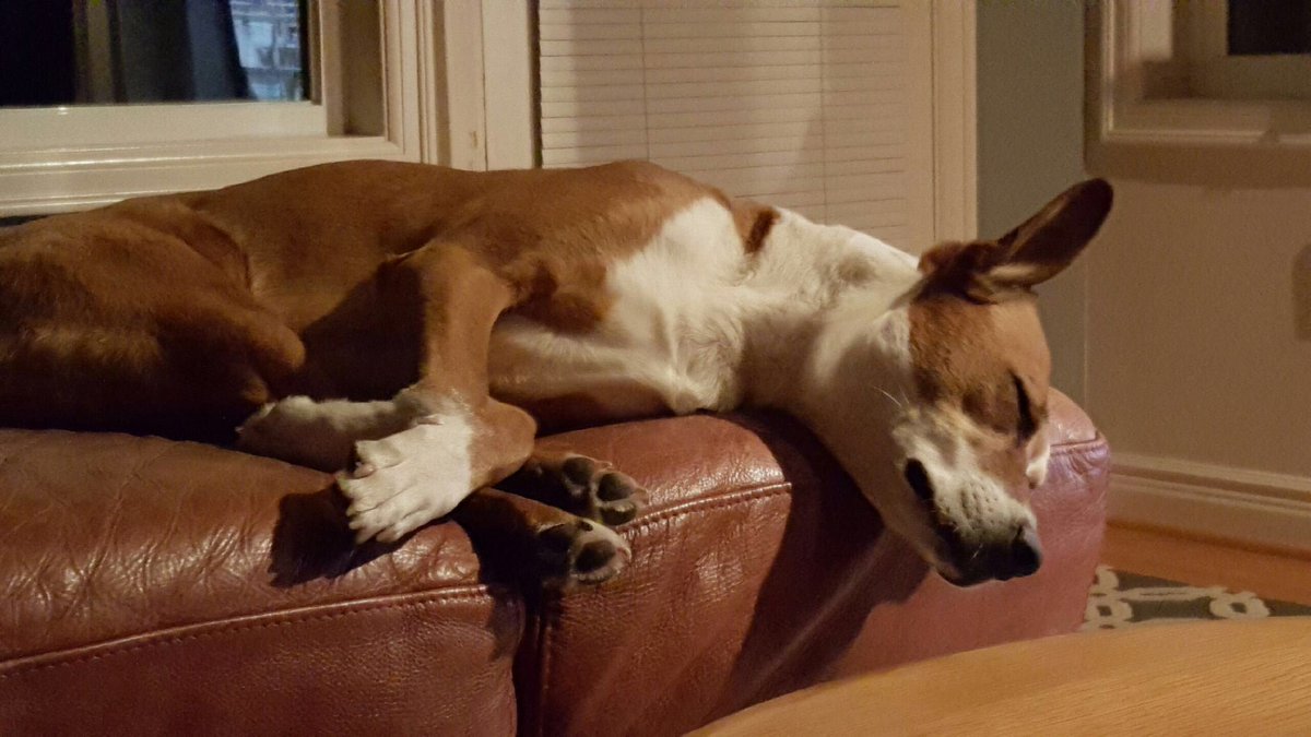 @Lenalayingdown @dogcelebration Lucy loves to sleep in ~her spot~ on the couch