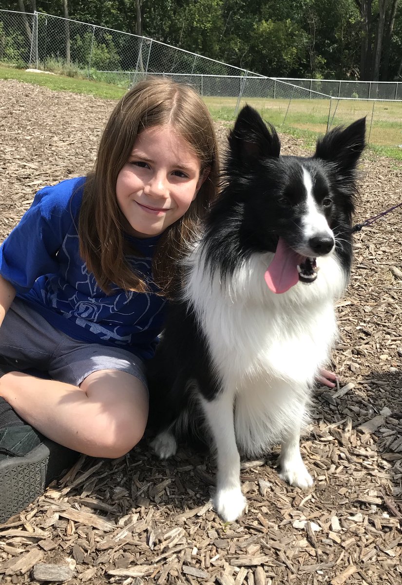 Border collie eskimo mix clearance
