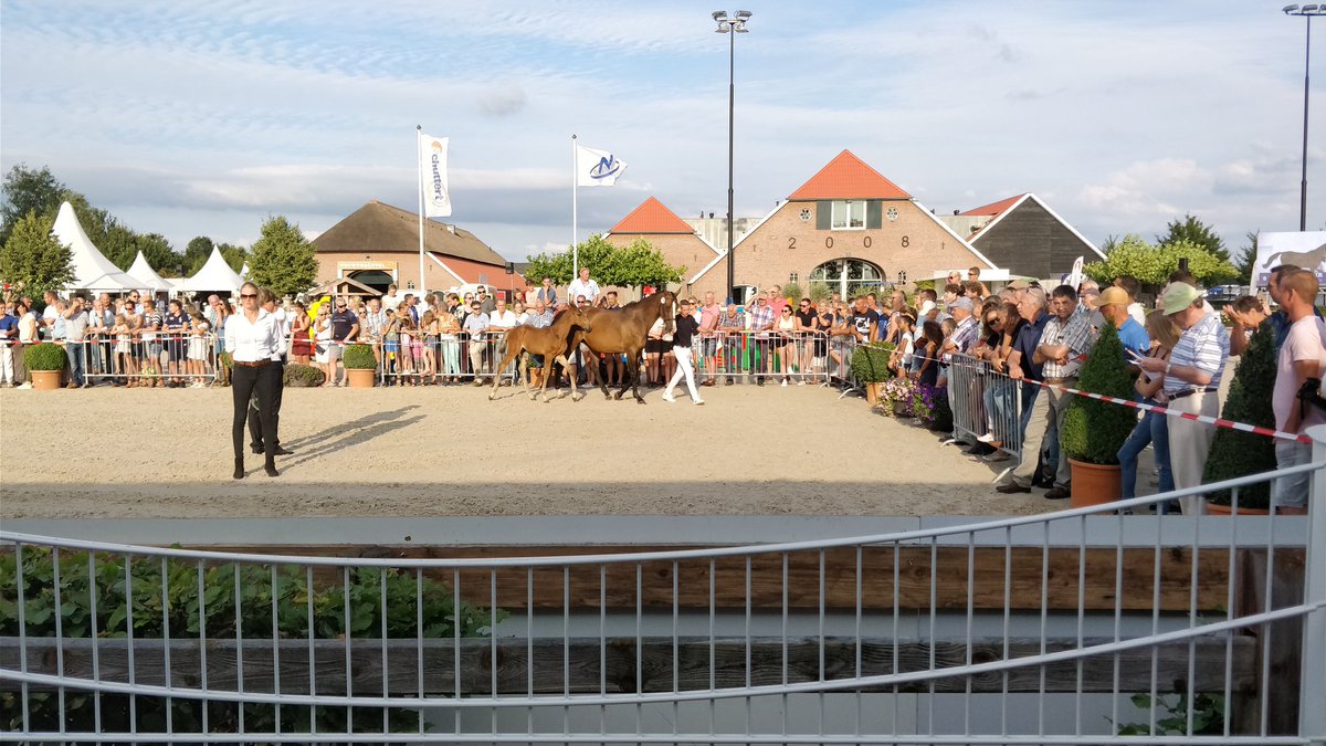 CsiOmmen's tweet image. &quot;je koopt geen veulen, je koopt de toekomst&quot;, aldus de veilingmeester #csiommen