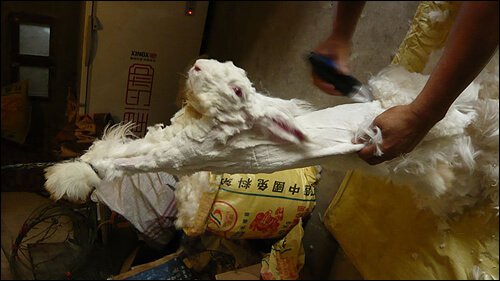 PETAShares's tweet photo. Can you imagine being tied up while someone ripped the hair out of your head? That's a reality for many rabbits who suffer for angora. https://t.co/H8q643aTCa #LikeYouOnlyDifferent #ProtectRabbits https://t.co/MG2rkRSEmW