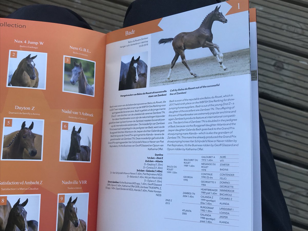 CsiOmmen's tweet image. Badr met €16000 duurste veulen tijdens zeer geslaagde veulenveiling tijdens #CSIOmmen @CsiOmmen