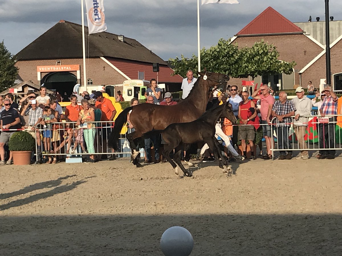 CsiOmmen's tweet image. Badr met €16000 duurste veulen tijdens zeer geslaagde veulenveiling tijdens #CSIOmmen @CsiOmmen