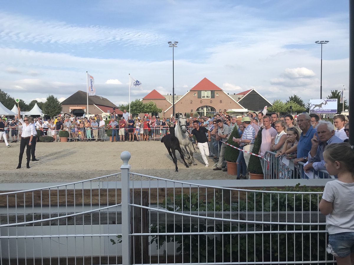 CsiOmmen's tweet image. Badr met €16000 duurste veulen tijdens zeer geslaagde veulenveiling tijdens #CSIOmmen @CsiOmmen