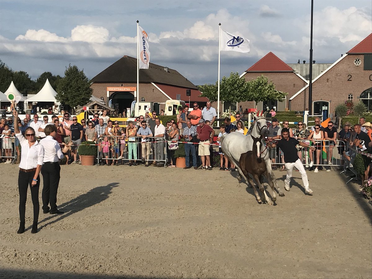 CsiOmmen's tweet image. Badr met €16000 duurste veulen tijdens zeer geslaagde veulenveiling tijdens #CSIOmmen @CsiOmmen