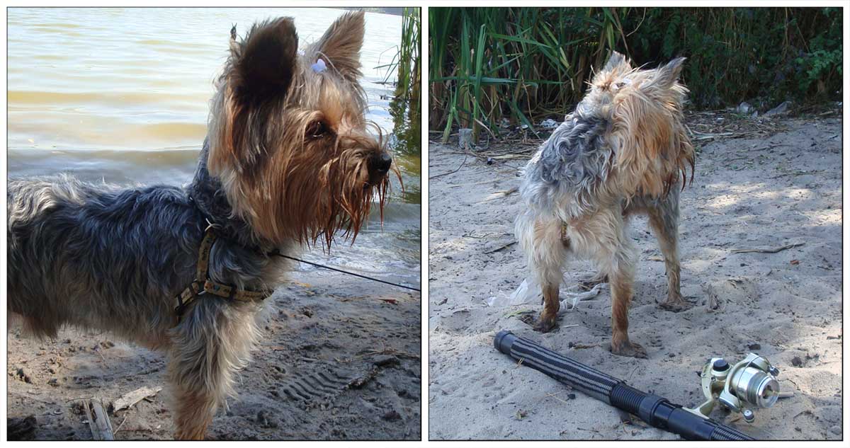 ShadeDesign's tweet image. I&apos;m fishing, in the wild nature! I&apos;m a wild dingo dog!🐾🐠🐕🤠
 #Yorkie #Yorkshire #YorkshireTerrier #Dog  #puppy #doglovers #DogLife  #CuteDog #LoveYorkie #loveDogs #LoveYou #FunnyDog #CuteYorkie  #sweetLife #funPics #pets #love #LoveYou #puppylove #Doggy #fishing #river
#wetDog