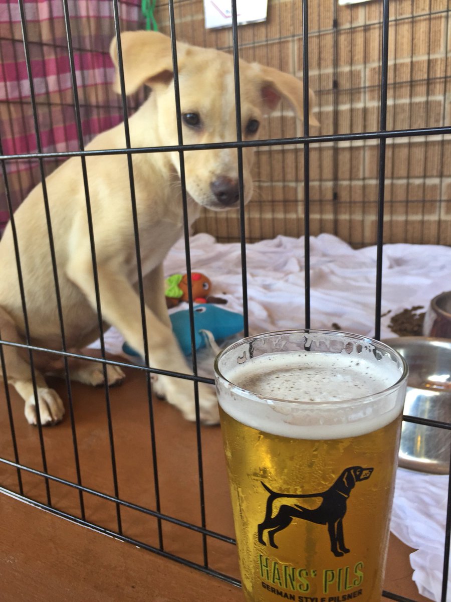 RealAleAustin's tweet image. Milo loves Hans too!  

Stop into Alamo Drafthouse on Slaughter Lane today for a Pils, Paloma and Puppy!