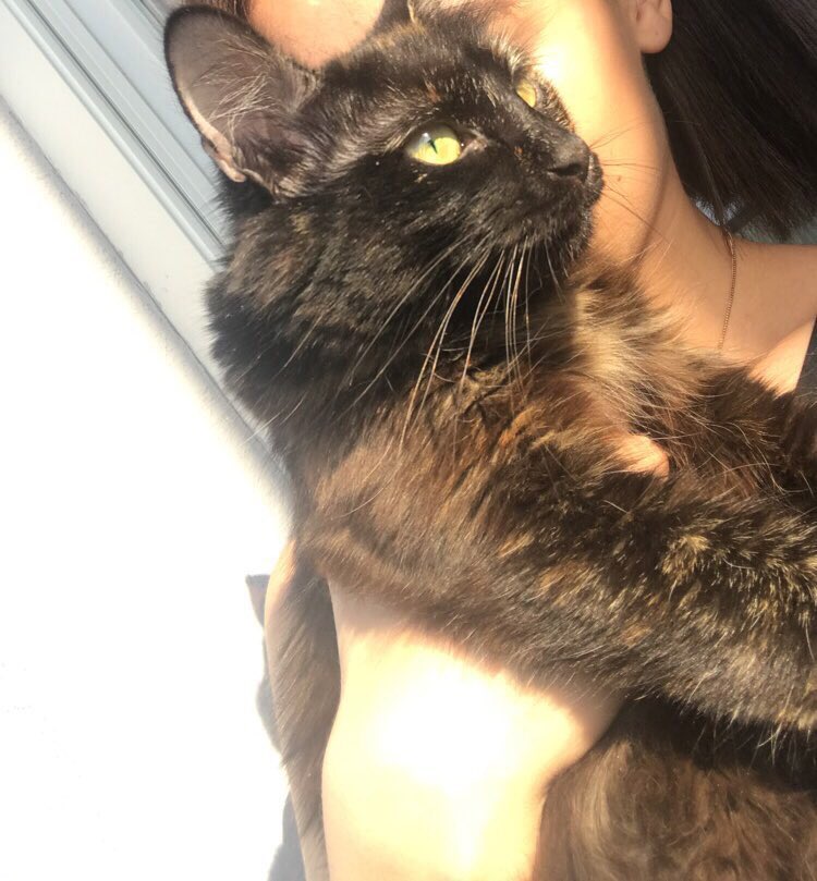Maeva Bon Mon Chat A Disparu Depuis Ce Matin Je Suppose Qu Il A Encore Saute De Mon Balcon Donc Si Quelqun Le Vois Dans Les Environs De Longwy Je Sais Maeva Bon Mon Chat A Disparu Depuis Ce Matin Je Suppose Qu Il A Encore Saute De Mon Balcon Donc Si Quelqun Le Vois Dans Les Environs De Longwy Je Sais