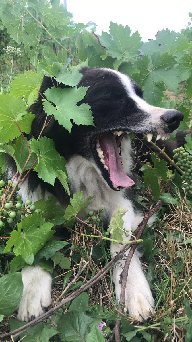 Just the thing for a the #dog days of #summer. #Rosé all day! #NYWine #Wine.