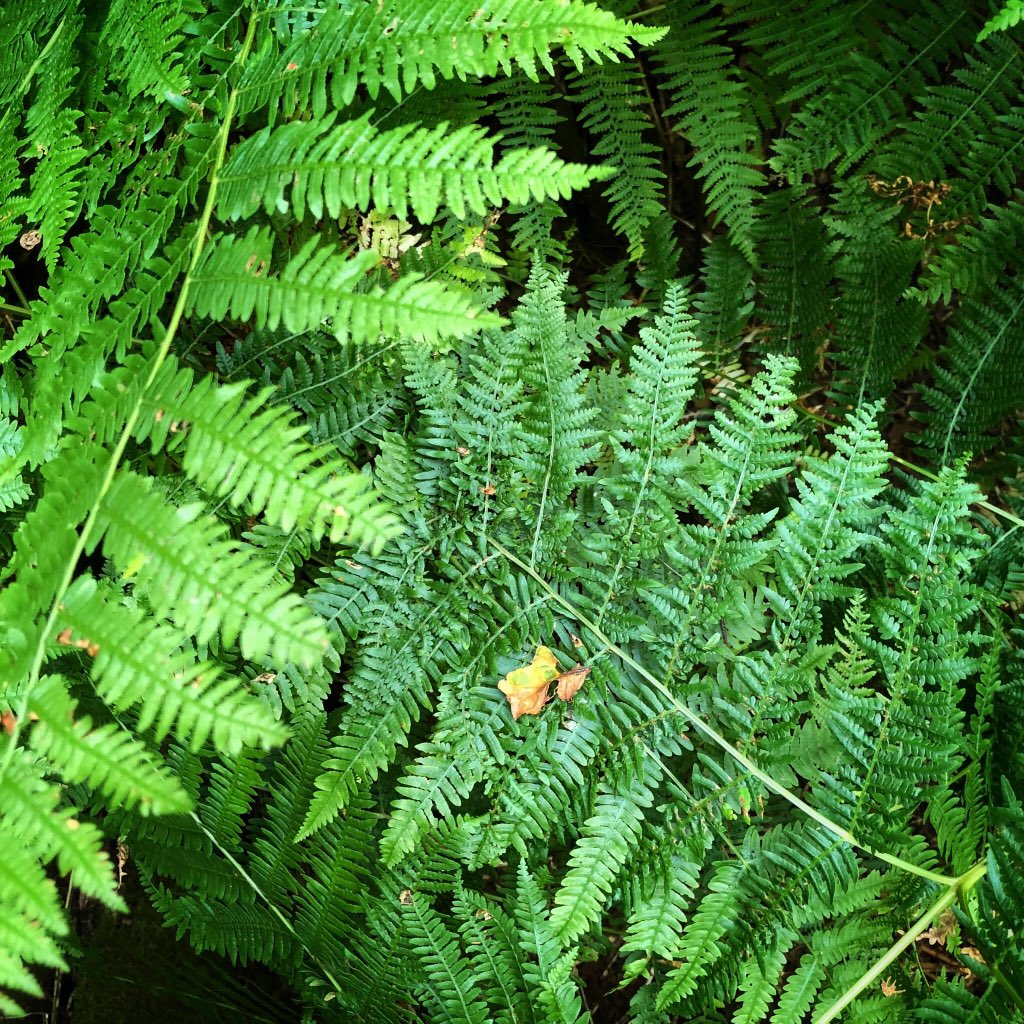 Splendid day learning bush craft skills in Sussex with <a href="/WildwoodUK/">Wildwood Bushcraft</a>!