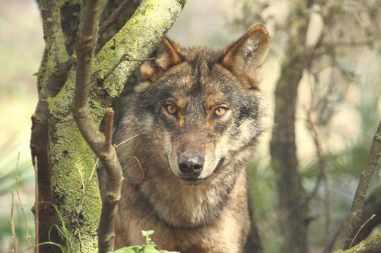 LupusSignatus tweet media