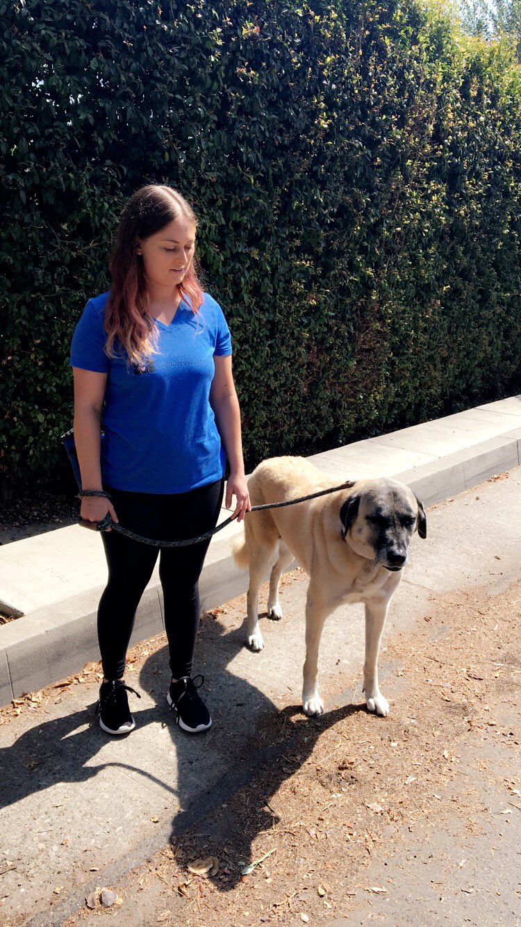 Pawsitive Pet Sitting SB (petcaretaker_sb) / Twitter