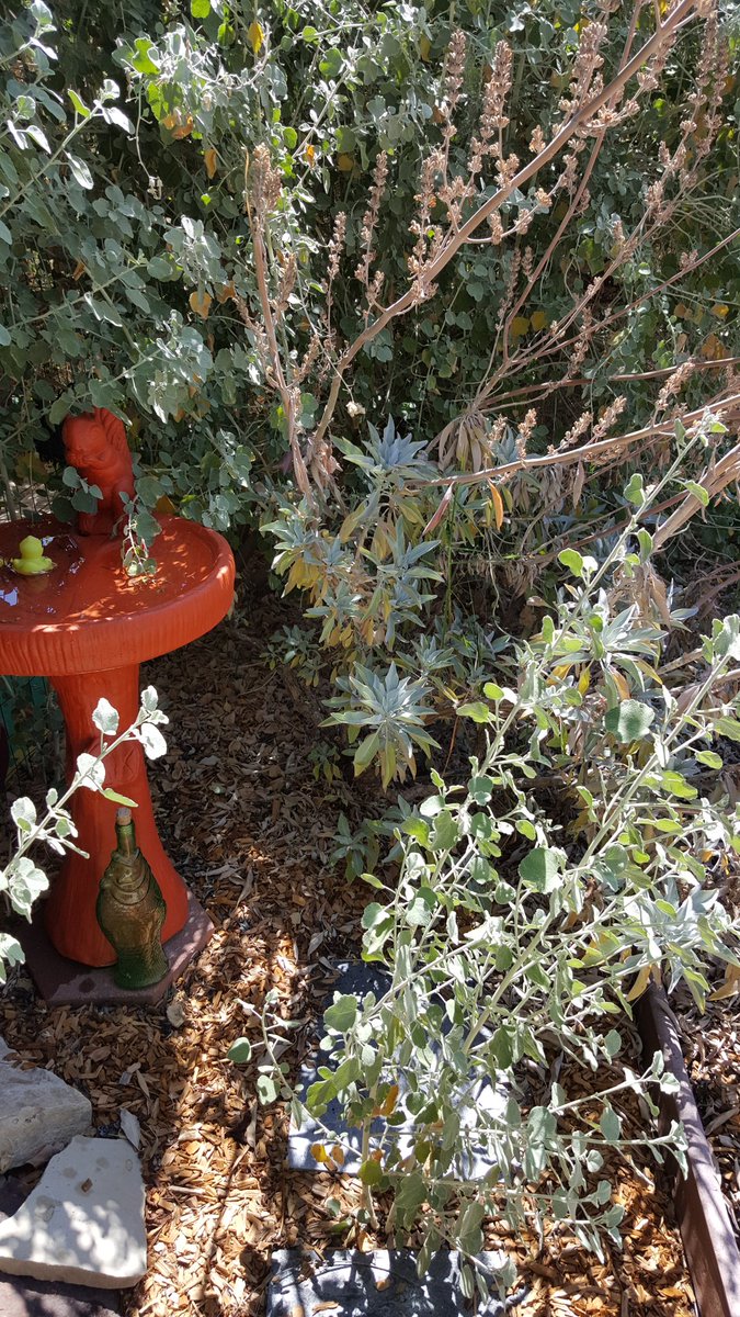 Growing_Natives's tweet photo. #salviaapiana looks &amp; smells great even after the flowers have bloomed! 
#salvia #apiana #whitesage #paloalto CA 
#GreerDucky_GNGT garden #GoingNativeGardenTour https://t.co/FNlGQ0EGPM #CNPSGardenAmbassador https://t.co/88fqlT7BiR #GNGT2018 #CANativePlants
🌼💮🏵🐞🐝🕸🦋☘🌿🌱 https://t.co/KDmja7NyTl