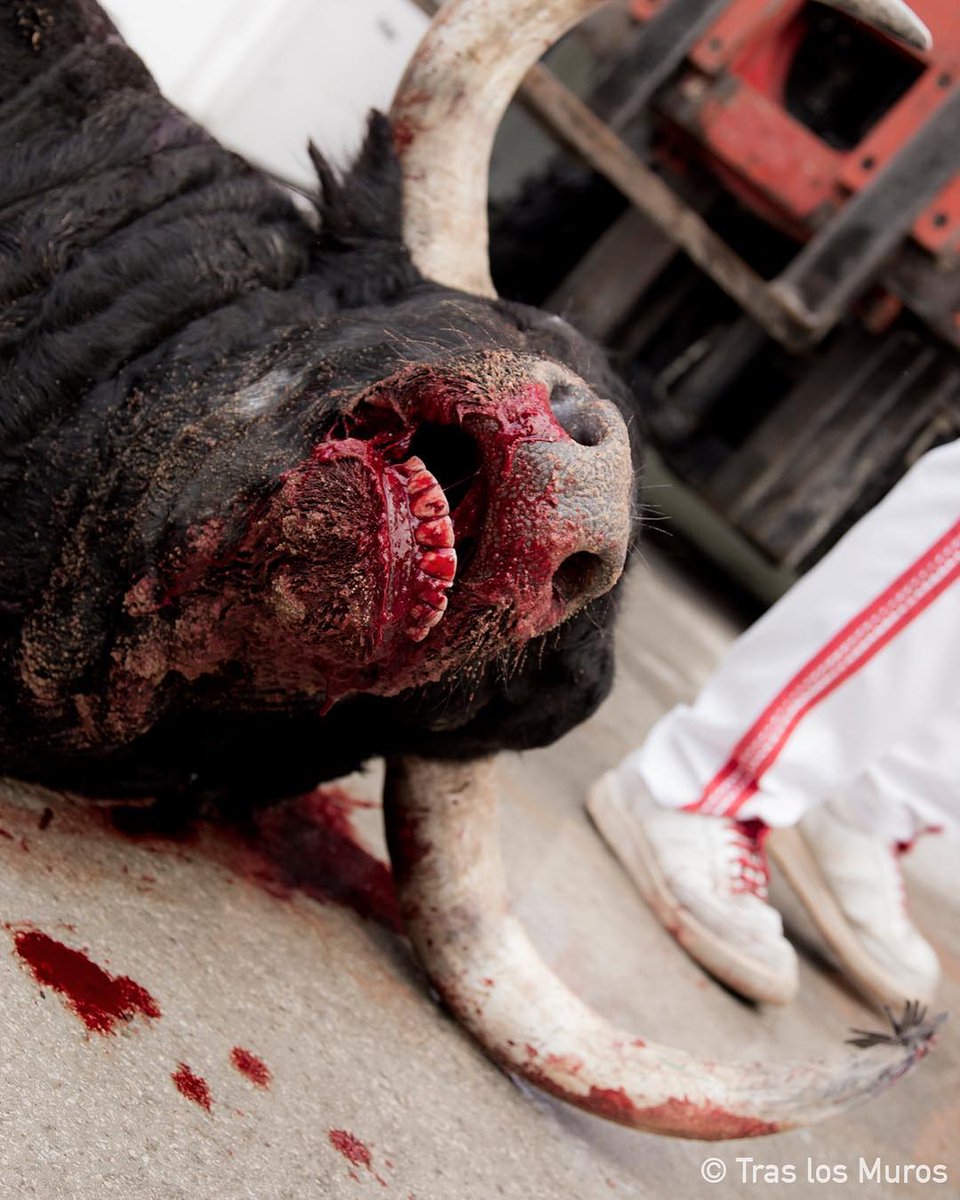 PETA UK tweet media