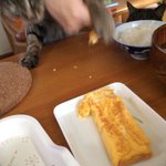 食卓は戦場ｗ絶対に卵焼きを盗みたい猫と絶対にそれを阻止したい妹!