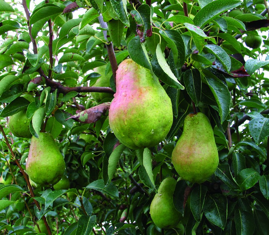ChelanFresh's tweet photo. Pear season is fast approaching and we could not be more excited! Their smooth, sweet taste makes #pears fantastic for both sweet and savory dishes, while also serving as the perfect fresh snack.π π π #WAGrown #ChelanFreshPears #BartlettPears https://t.co/e7pKnZWEzS