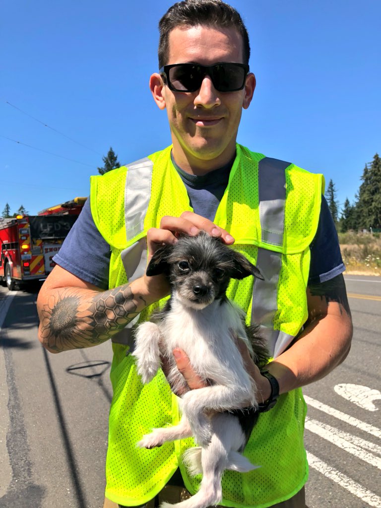 LaceyFireDist3's tweet photo. E34’s crew dispatched to 2 car accident. One of the vehicles had 6 occupants (with only one human on board). Driver transported by ambulance to St. Peter’s hospital/adorable fur babies transported to their home, courtesy of LFD3. #ThereWasThatOneTime #UberForDogs https://t.co/PVyRVKMon2