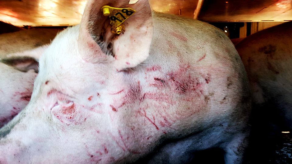 moodysally1's tweet photo. This is how our #animals are arriving💔@ the🖤#Slaughterhouse☠️👿These have the👎approval from @RedTractorFood &amp; @RSPCA_official Disgusting! #MeetYourMeat #GoVeganForTheAnimals #GoVegan #AnimalsFeelPain #NoHumaneSlaughter #StopAnimalAbuse #CompassionNotSlaughter @jesmichaels1 https://t.co/0itOtae5Uq