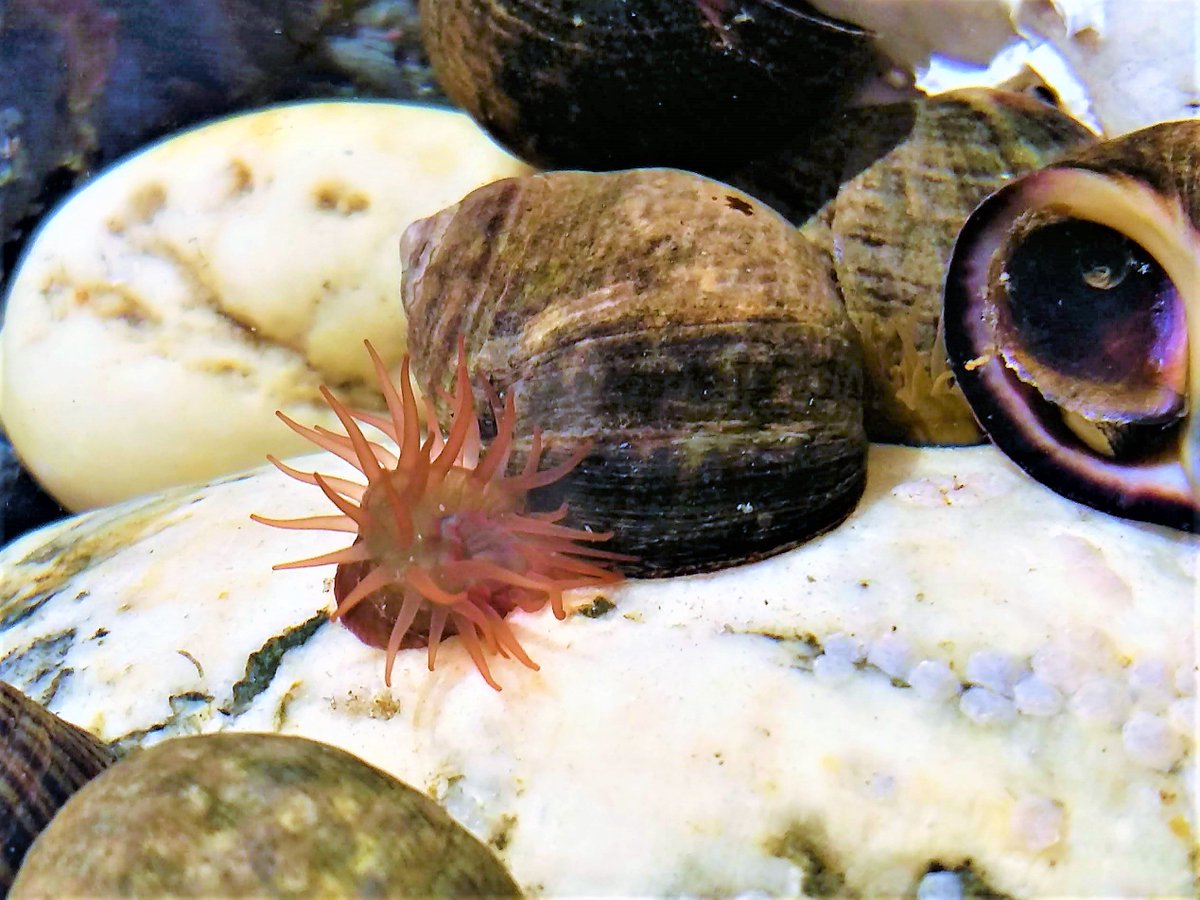 HamletBen's tweet photo. A good start to #Anemones week on the #BigSummerRockPool for me. Four species. Not a bad haul. #beadlet #gem #snakelocks #Strawberry #NationalMarineWeek https://t.co/9rXgfBaprE