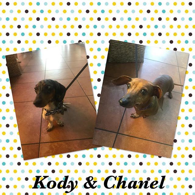 TDBFLOWERMOUND's tweet photo. Kody came in for his 1st birthday and his sister Chanel tagged along! They got a peanut butter cup, a small pupcake, and itty bitty dipped bones!! Enjoy sweet babies! ❤️💕 #dogsafe #dogbakery #rawhide #naturalrawhide #allnatural #allnaturaltreats #dog… https://t.co/4e4WeYzwB5 https://t.co/Qh0T78WoBg