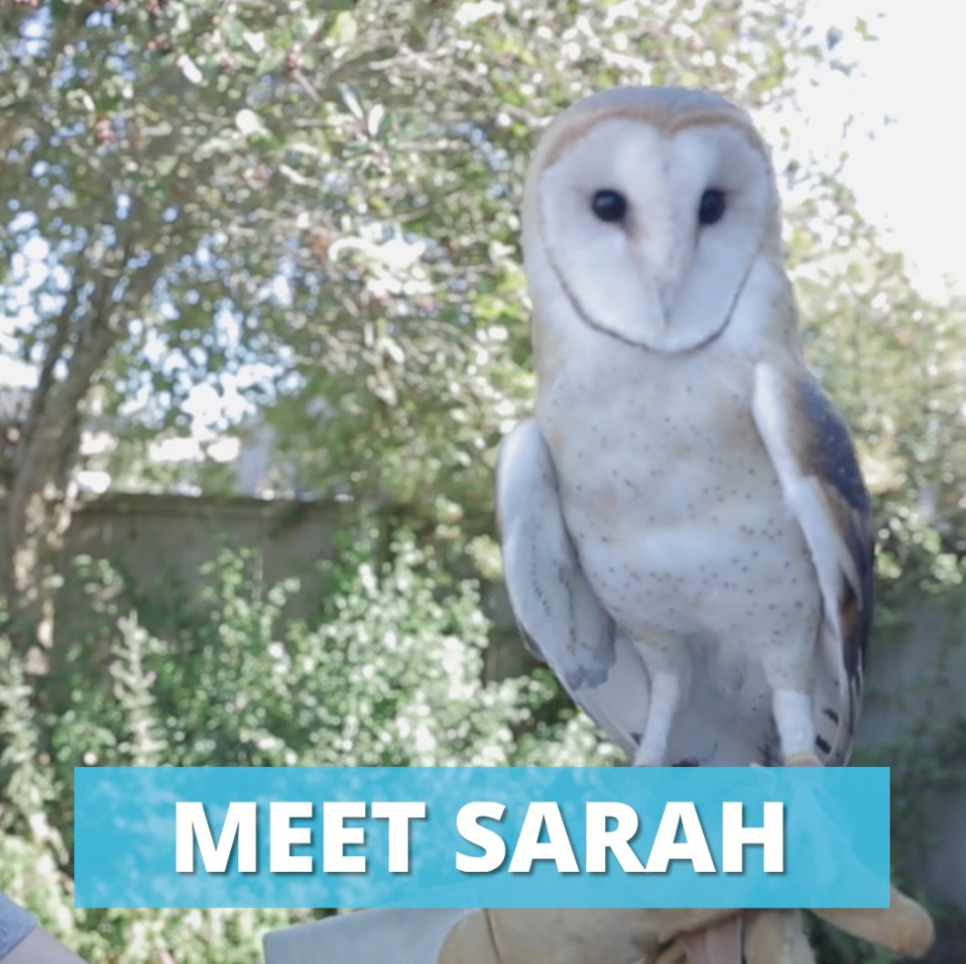 Hootsuite On Twitter Did You Know Barn Owls Screech And Never