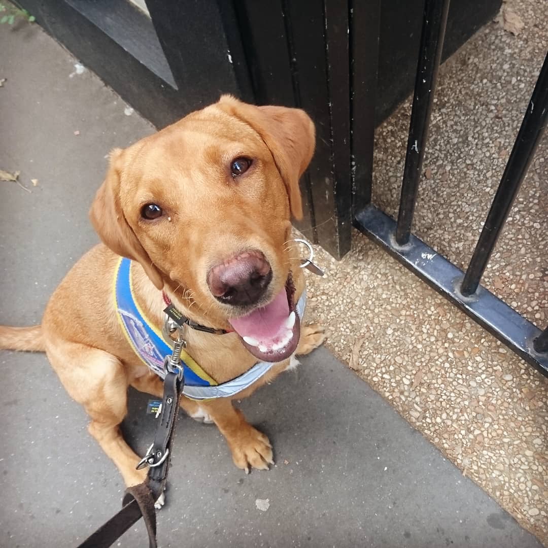 FuturChienGuide's tweet photo. ❓de vocabulaire : "La porte" 🐾

L'idée ici est de marquer la porte en s'asseyant devant, que celle-ci soit ouverte ou fermée 😊

#chienguide #chiensguides #chiensguidesparis #chienguidedaveugle #elevechienguide #clebardconcept #futurchienguide #guidedog #NollieChienGuide https://t.co/767NkLItWU
