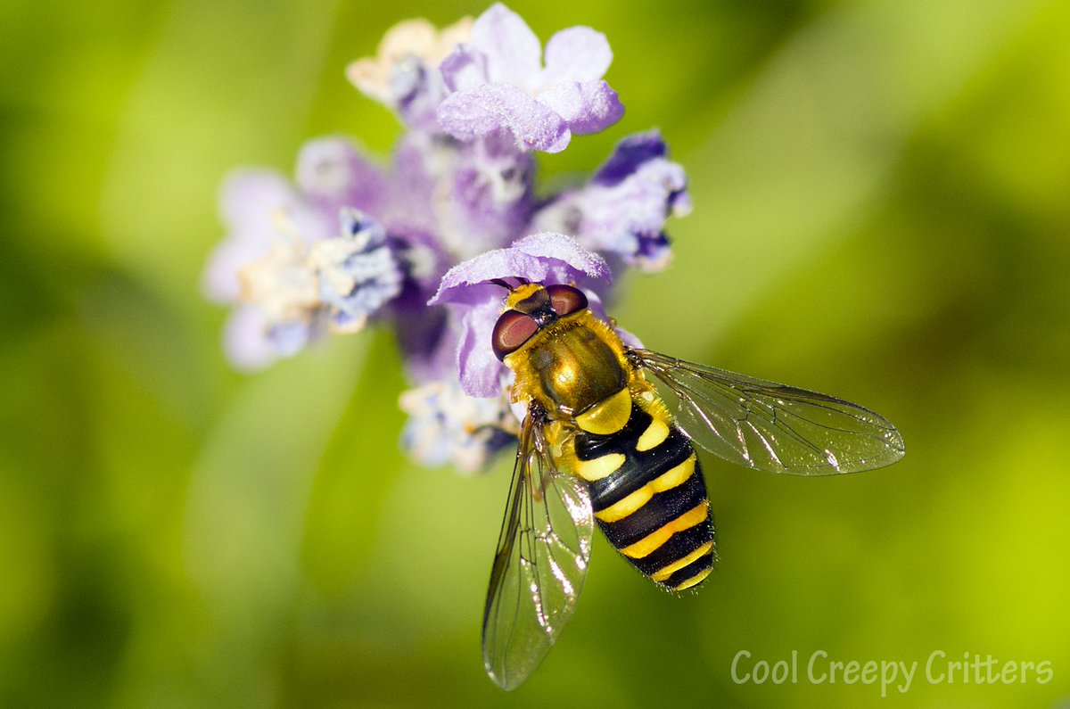 CoolCcritters's tweet photo. The #Lavender is almost done for the year, it always brings out some striking #garden visitors #pollinators #nature #flowers #insect #insects #bug #wildlife #macro #photography #naturephotography https://t.co/3Mu7Ji2izi