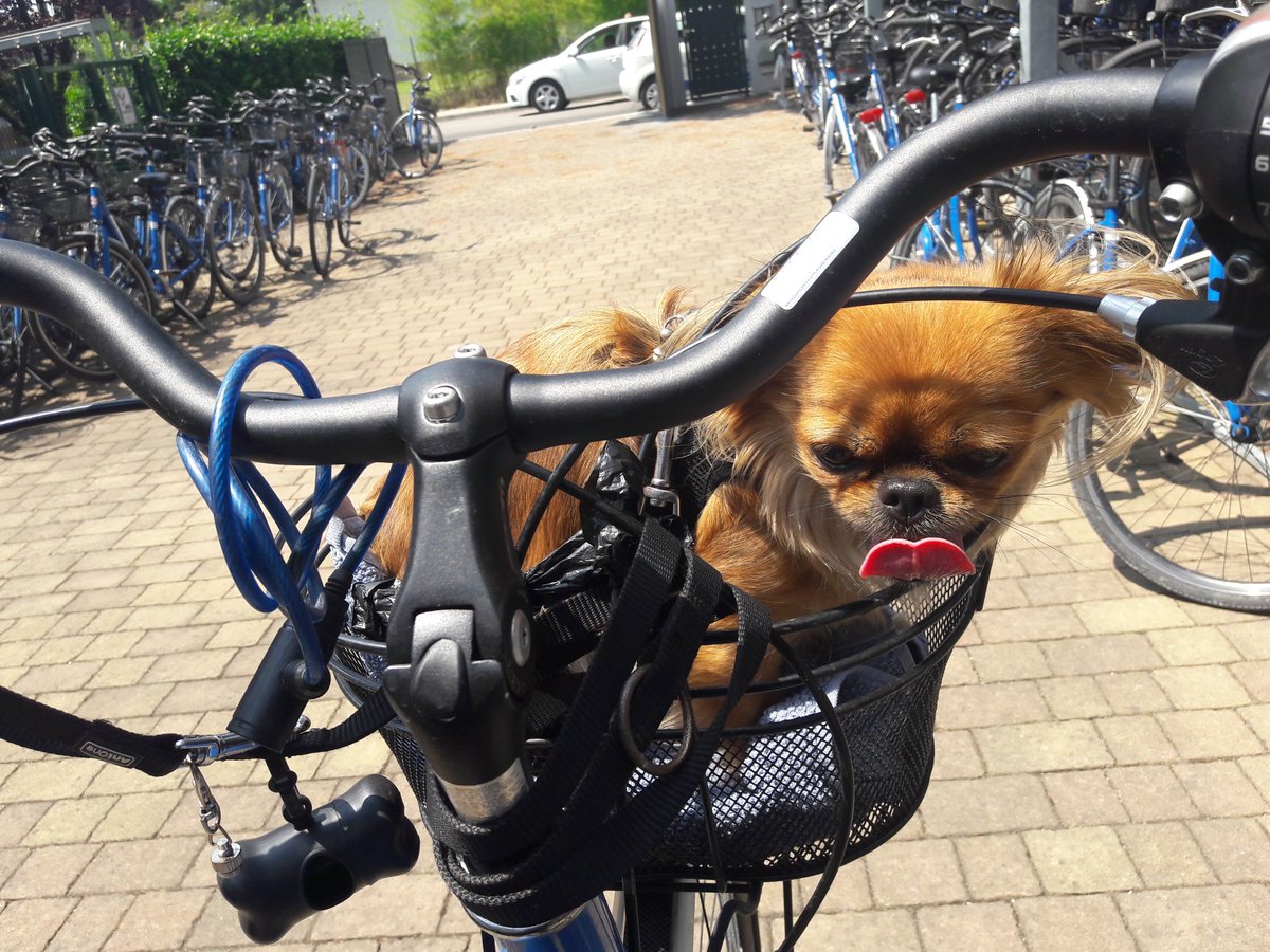 Ich bin ganz offiziell jetzt eine Tussi.