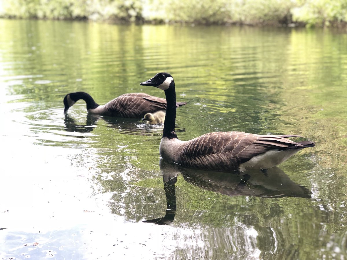 Together 

#manchester #uk #summer #duck #pic #ducksofinstagram #ördek #foto #kozan #life #eagleye #lake #green #greenish #beautiful #mossside #swim #london #england #photooftheday #photography #capturethebeauty #moment #capture #chorlton #water #park #waterpark