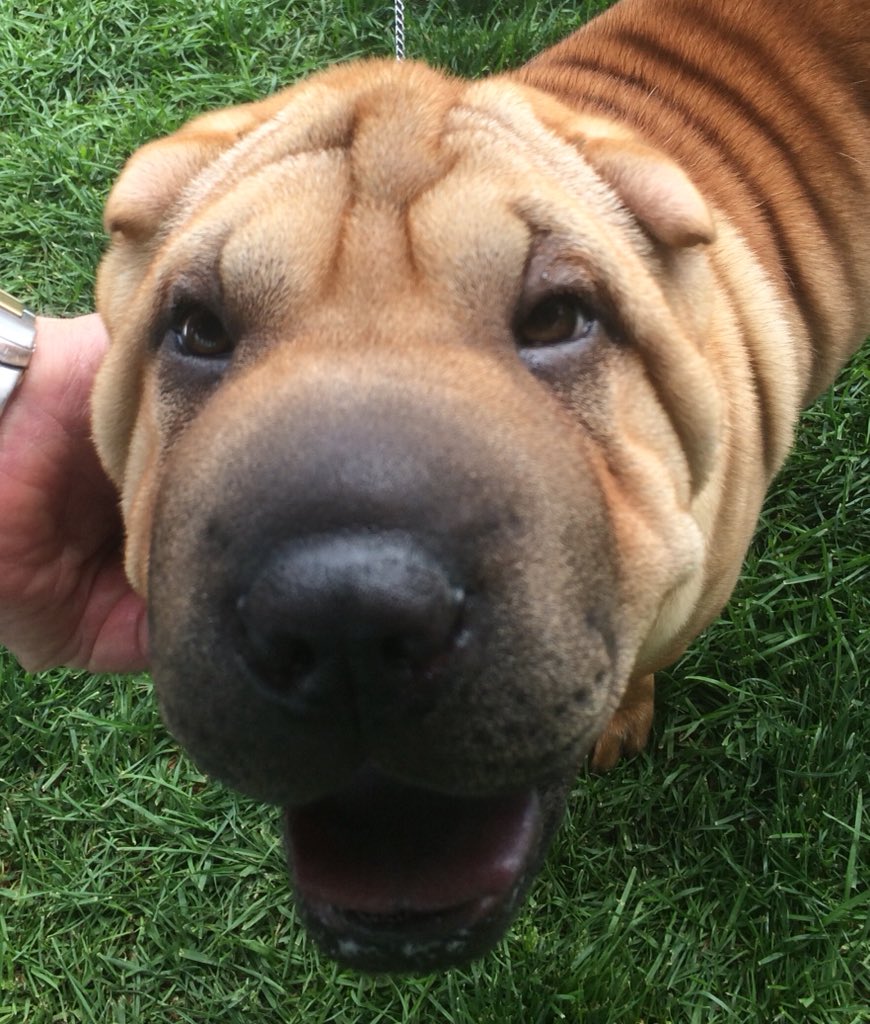 Pamela_Author's tweet photo. Puppies! @ABKennelClub #summerclassicshow https://t.co/3wRsmLtXtu