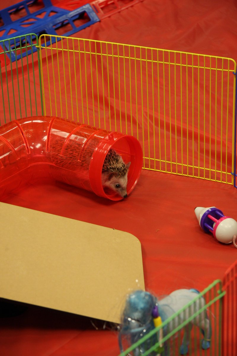 hedgehog in a plastic tube, about to tackle an incline