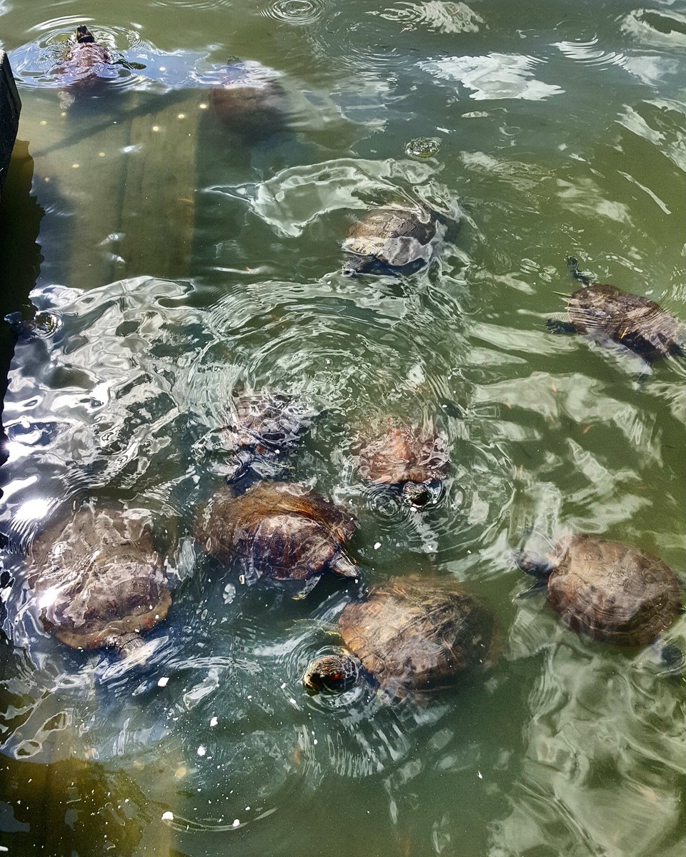spookymun's tweet image. At #turtlepond today. If you feed them...they will come. #baleofturtles 🐢🐢🐢🐢🐢 #ETC